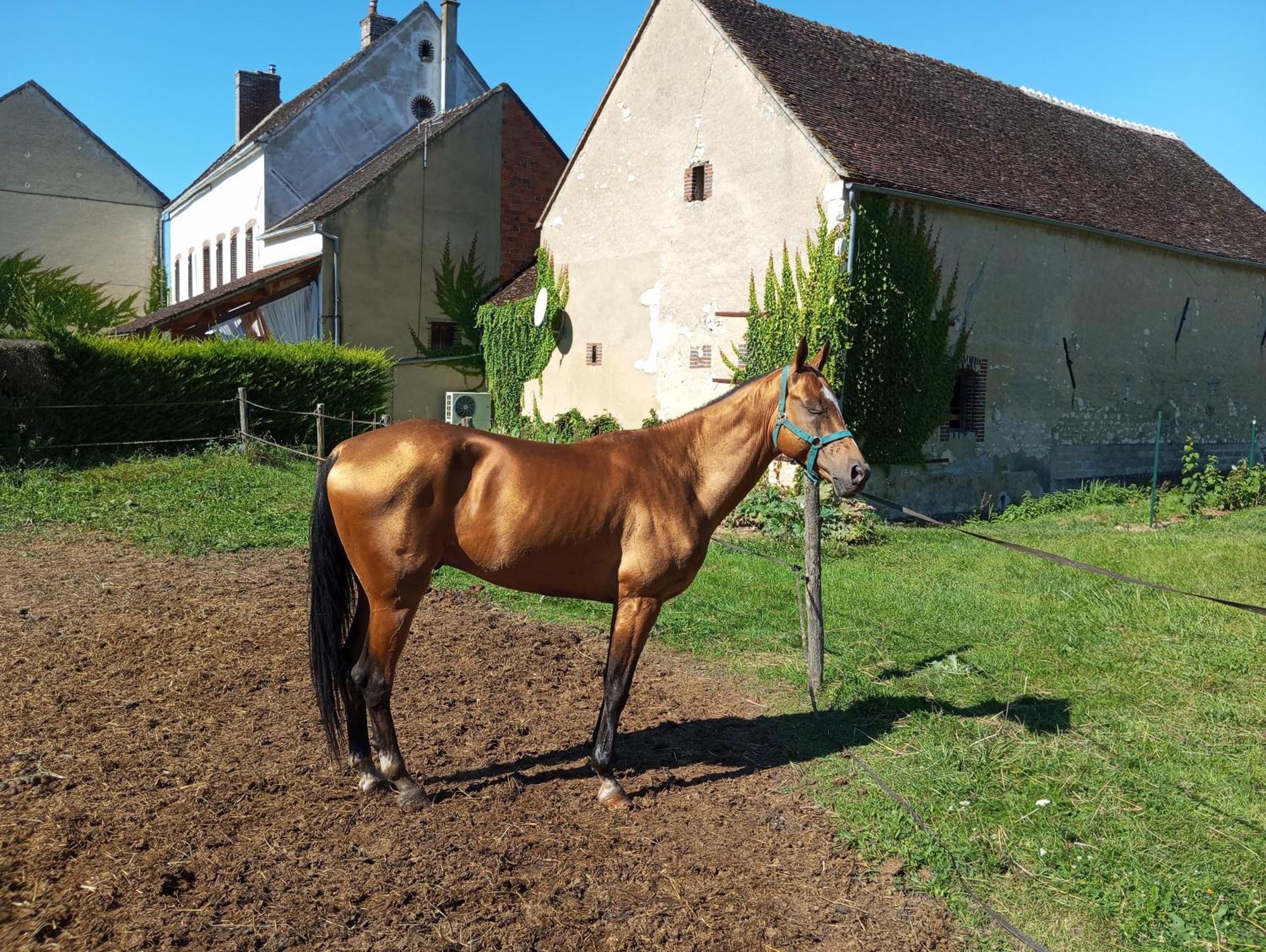 Le Moulin Neuf Villa Brienon-sur-Armancon Luaran gambar